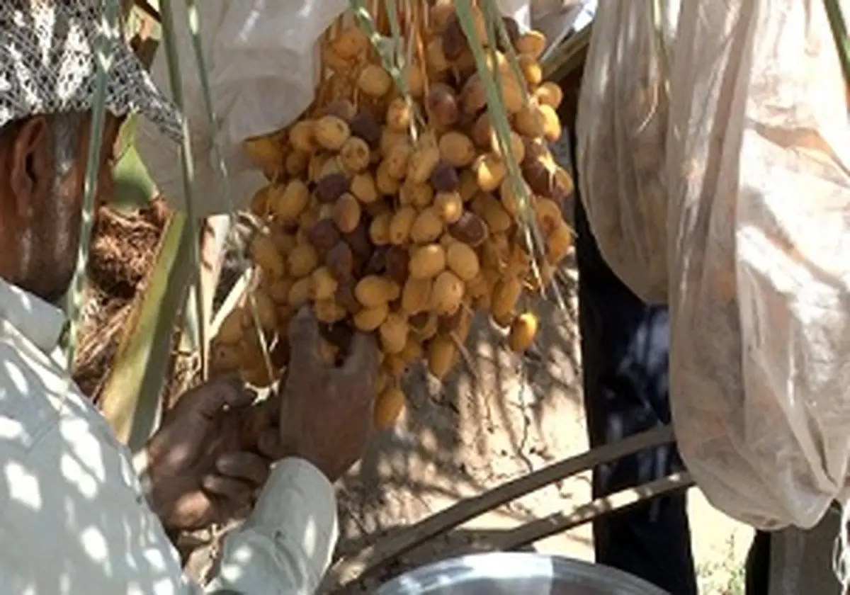 پیش‌بینی برداشت بیش از ۳ هزار تن خرما در طبس