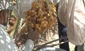 پیش‌بینی برداشت بیش از ۳ هزار تن خرما در طبس