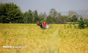 تولید نانوسیلیکا از ضایعات برنج/ حل معضل دفع پسماندهای کشاورزی