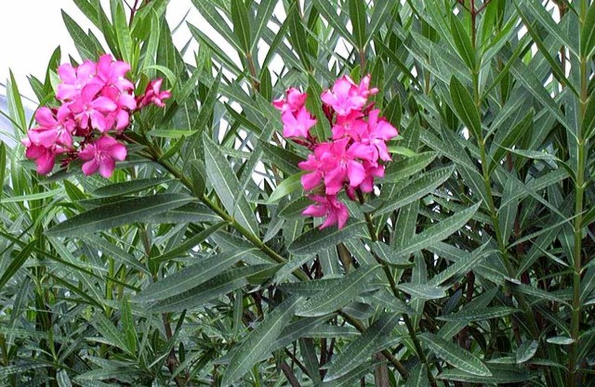گلی که یزدیها آن را دیوانه مینامند!