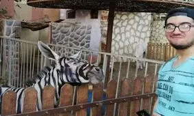 جا زدن الاغ به جای گورخر +عکس