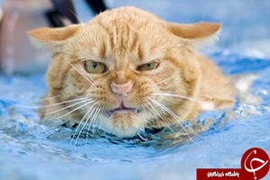 چرا گربه‌ها از آب و خیار متنفرند؟! / معرفی نقطه ضعف گربه ها