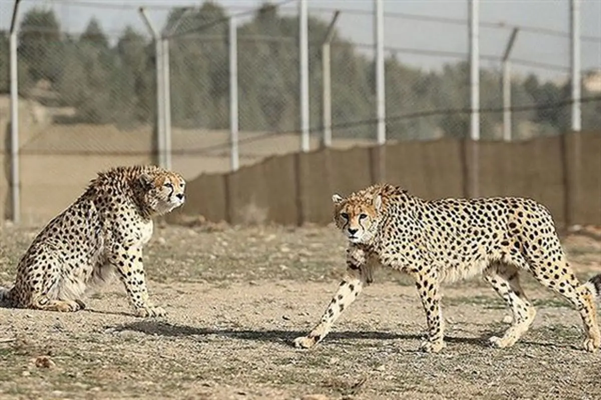 تنها یوزپلنگ نر ایرانی دنیا در اسارت