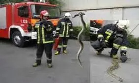 رها سازی مارها در دامان طبیعت + فیلم