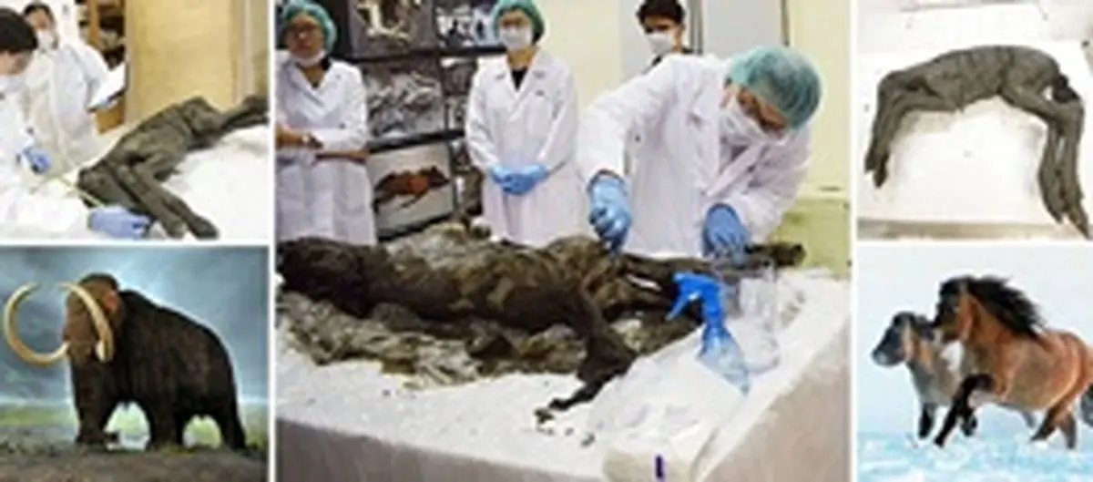 دانشمندان حیوان ۴۰ هزارساله را با شبیه‌سازی زنده می‌کنند؟ / عکس