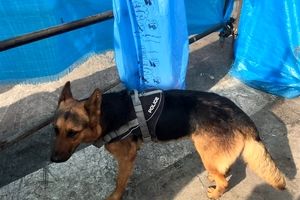 کشف اجساد ۲ آتش‌نشان توسط سگ‌های تجسس پلیس