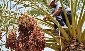 آغاز خرید حمایتی خرما از کشاورزان آبادان و خرمشهر