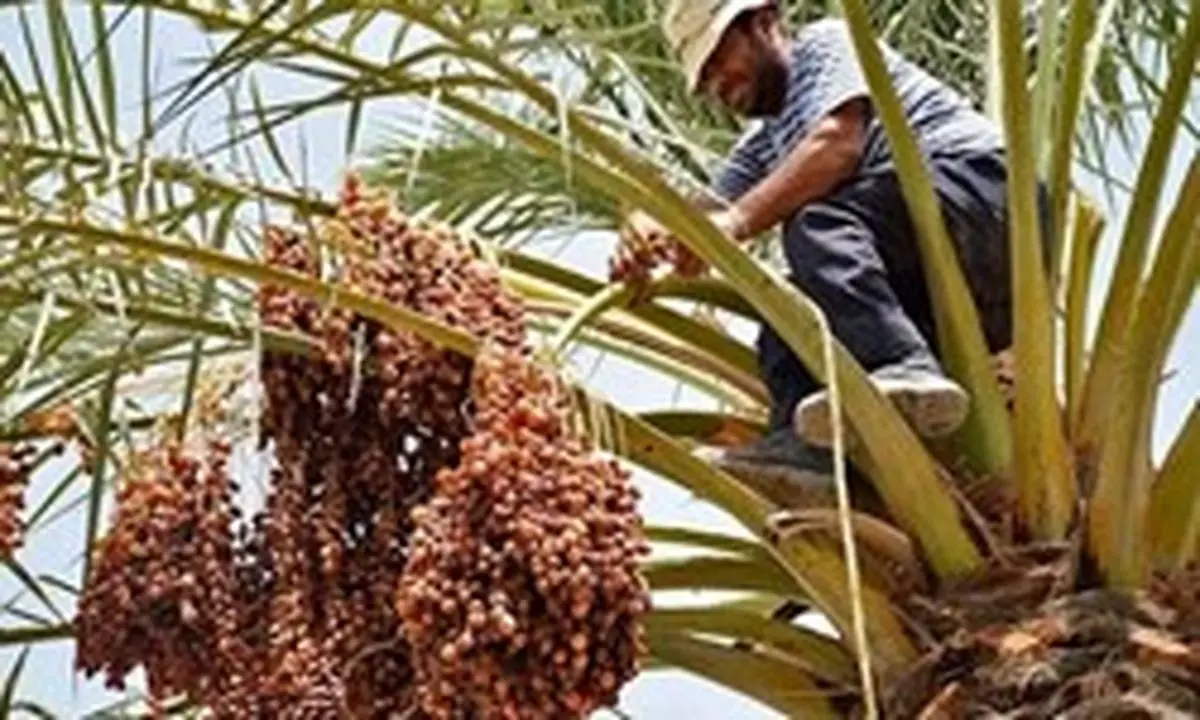 آغاز خرید حمایتی خرما از کشاورزان آبادان و خرمشهر