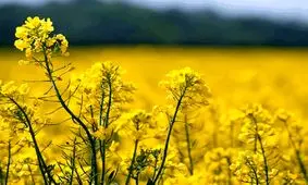 برداشت ۲۰ هزار تن کلزا در کرمانشاه /تمام مطالبات پرداخت شده