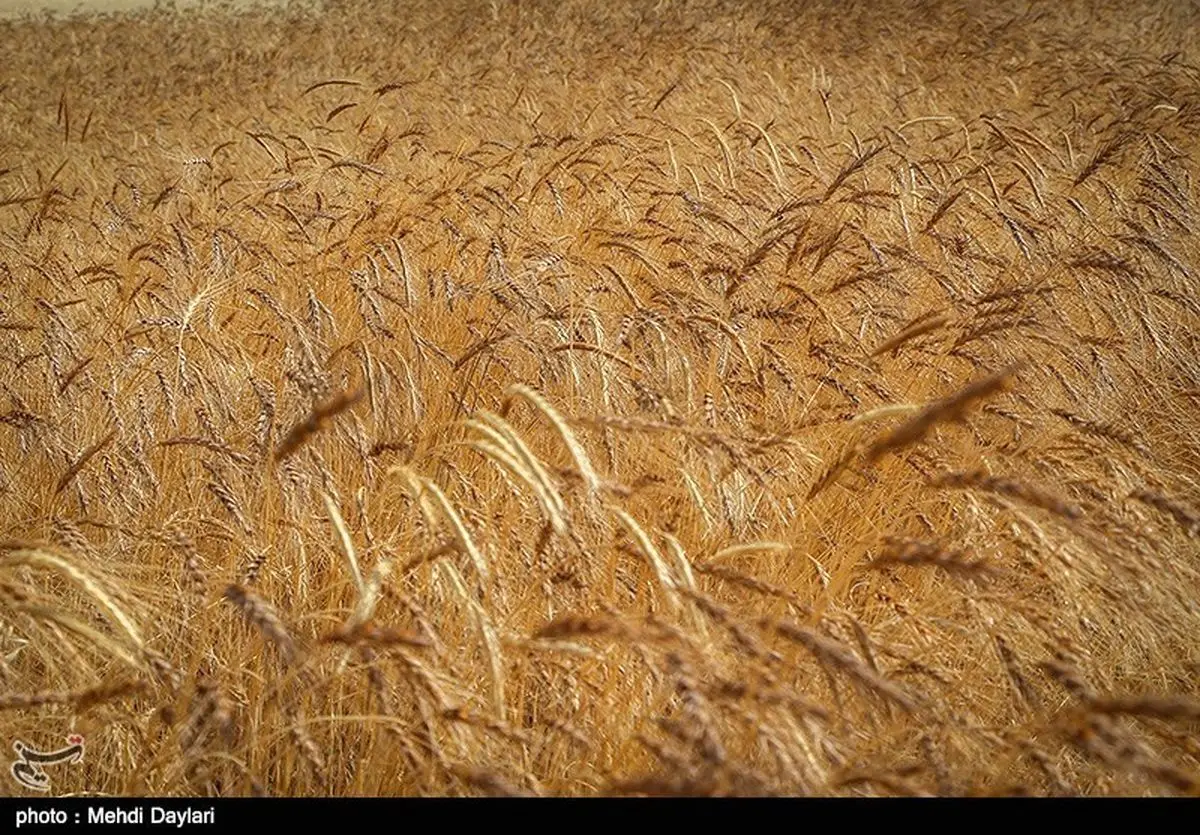 پیش‌بینی وزارت کشاورزی آمریکا از افزایش ۵۰۰ هزار تنی تولید گندم ایران