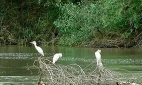 کاهش مهاجرت پرندگان مهاجر به تالاب هورالعظیم به دلیل آتش سوزی