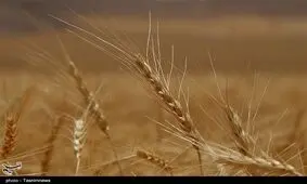 ۶۳۶ هزار تن گندم از کشاورزان کرمانشاهی خریداری شد