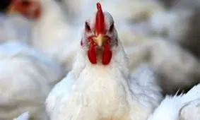 کشف و ضبط بیش از 2 تن جگر مرغ فاسد در مریوان