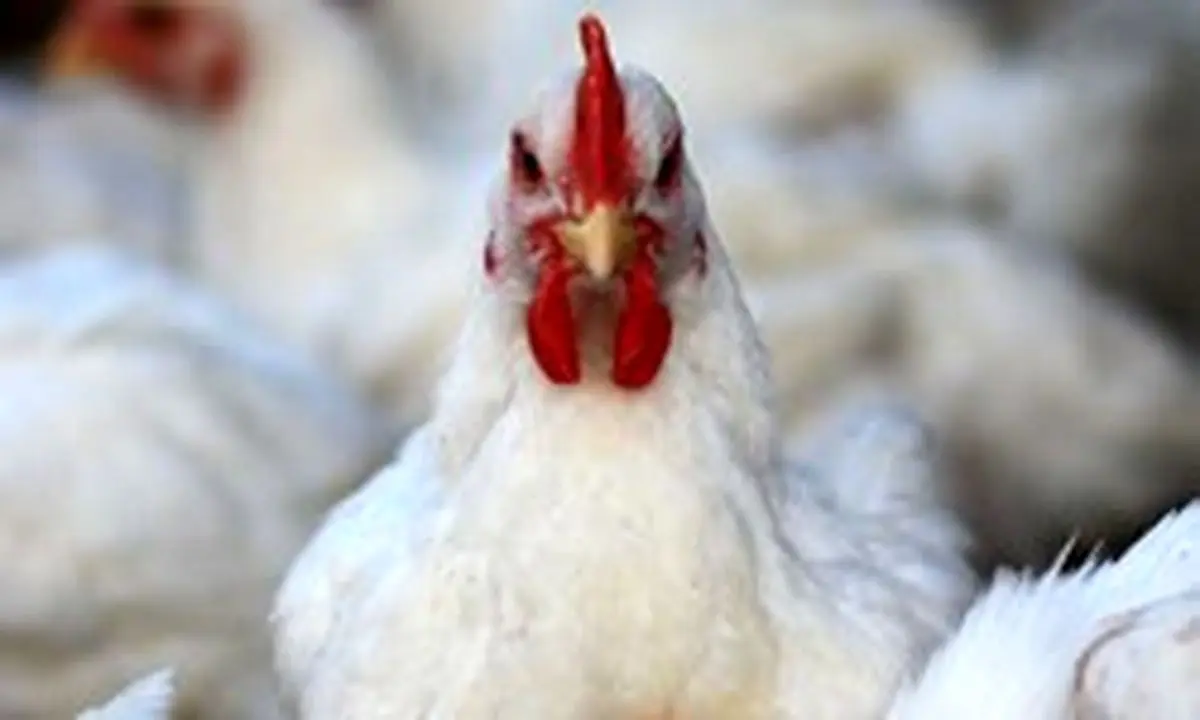 کشف و ضبط بیش از 2 تن جگر مرغ فاسد در مریوان