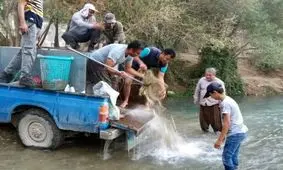 نجات قریب به ۱۰ هزار قطعه ماهی گرفتار شده در یک آبگیر کوچک