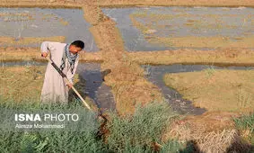 اما و اگرهای کشت پاییزه در خوزستان