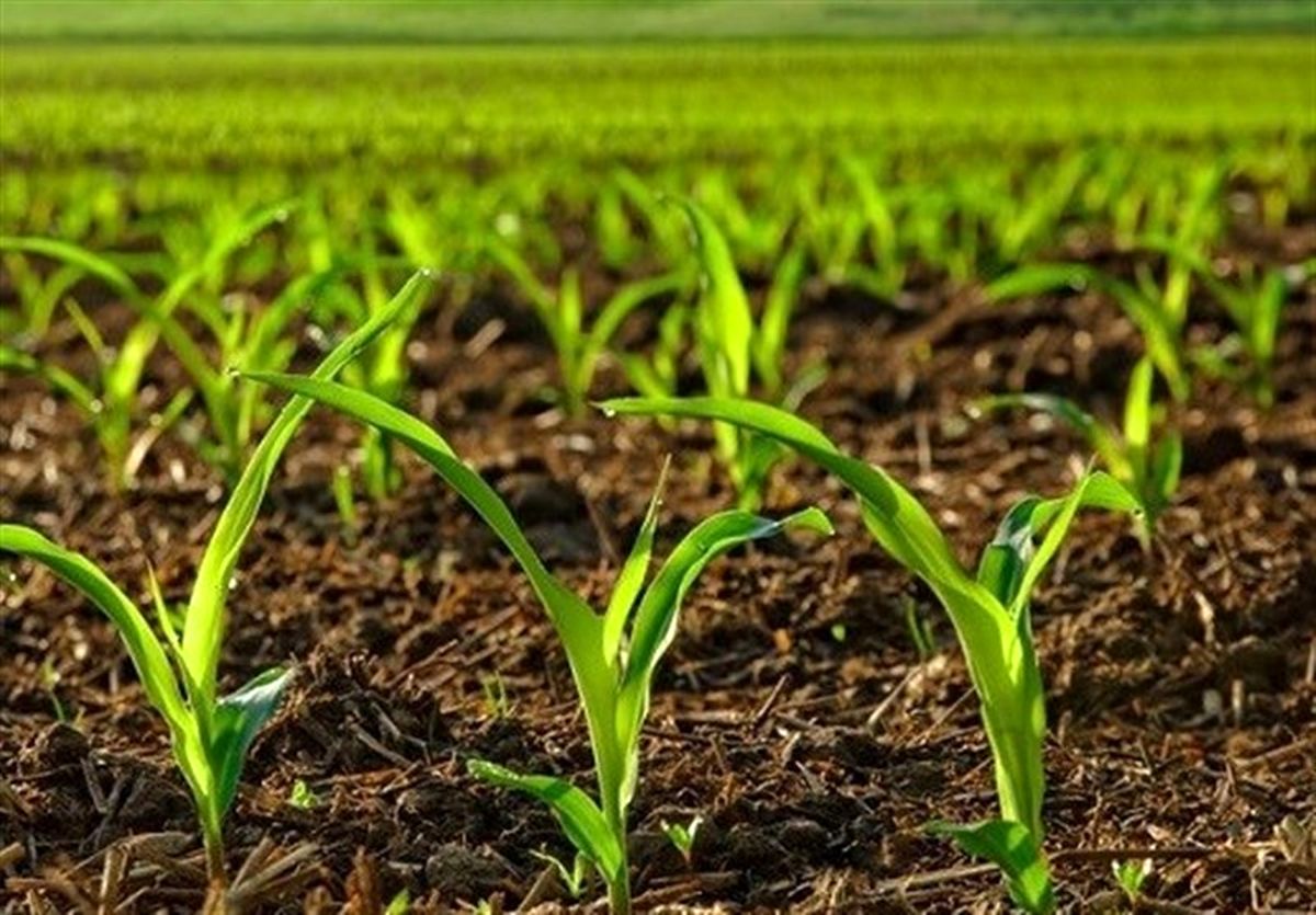 فروش دستگاه‌های دانه‌کار ساخت داخل با ۷ میلیون تومان یارانه به کشاورزان