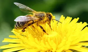 جای خالی زنبورهای عسل در باغات گیلان