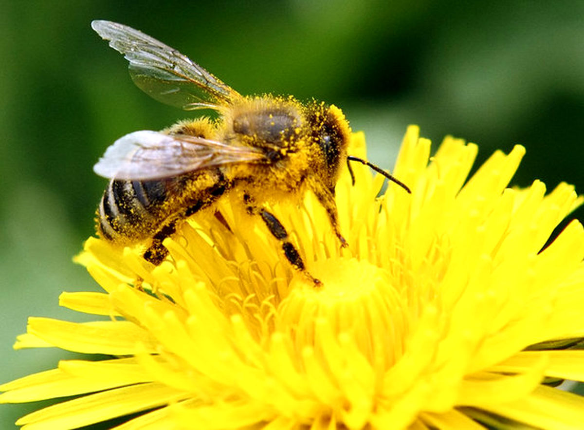 جای خالی زنبورهای عسل در باغات گیلان