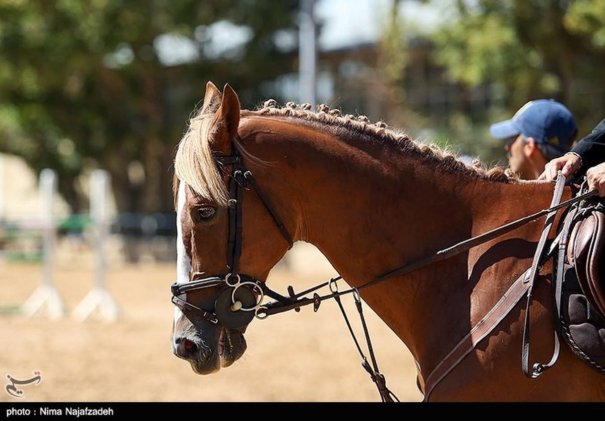 نایب قهرمان جهانی سوارکاری: با اسب قرضی به مسابقات اعزام شدم