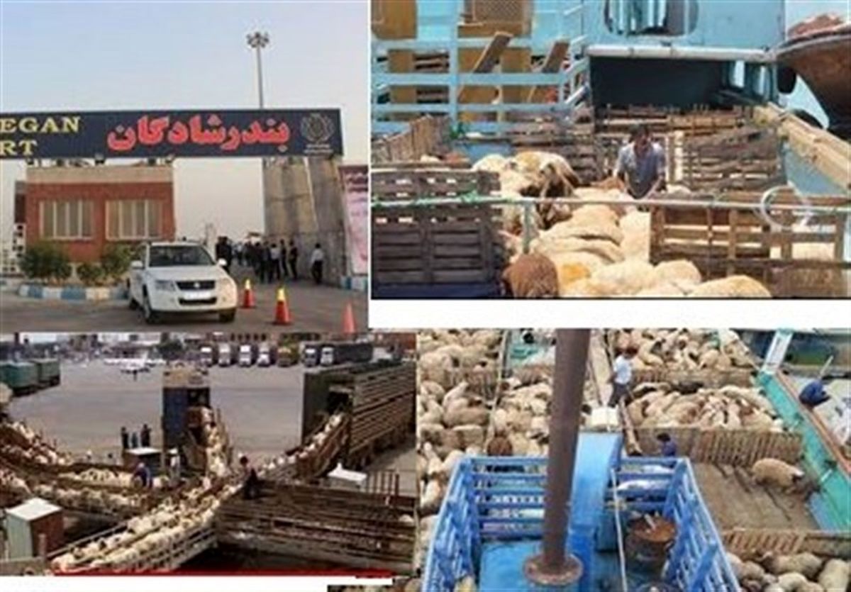 صادرات دام زنده همچنان ممنوع است/ دامهای در قرنطینه صادر میشوند + اسناد