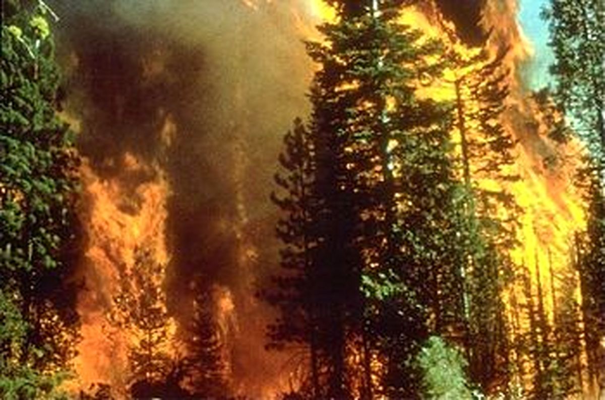 آتش سوزی در جنگل‌های چالوس و کجور