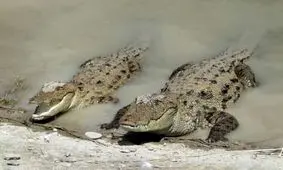 حال خوش گاندو‌ها در کشور/ ۴۰۰ گاندو در ایران داریم