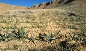 کسب درآمد میلیونی با فروش گیاهان دارویی/ چگونه با کاشت «گل محمدی» پول پارو کنیم؟+تصاویر