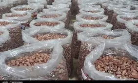 برداشت مکانیزه بادام زمینی در گیلان اجرایی شد