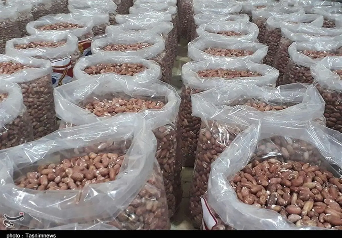 برداشت مکانیزه بادام زمینی در گیلان اجرایی شد