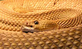 مارهایی که تهران زیستگاه آنان است +عکس