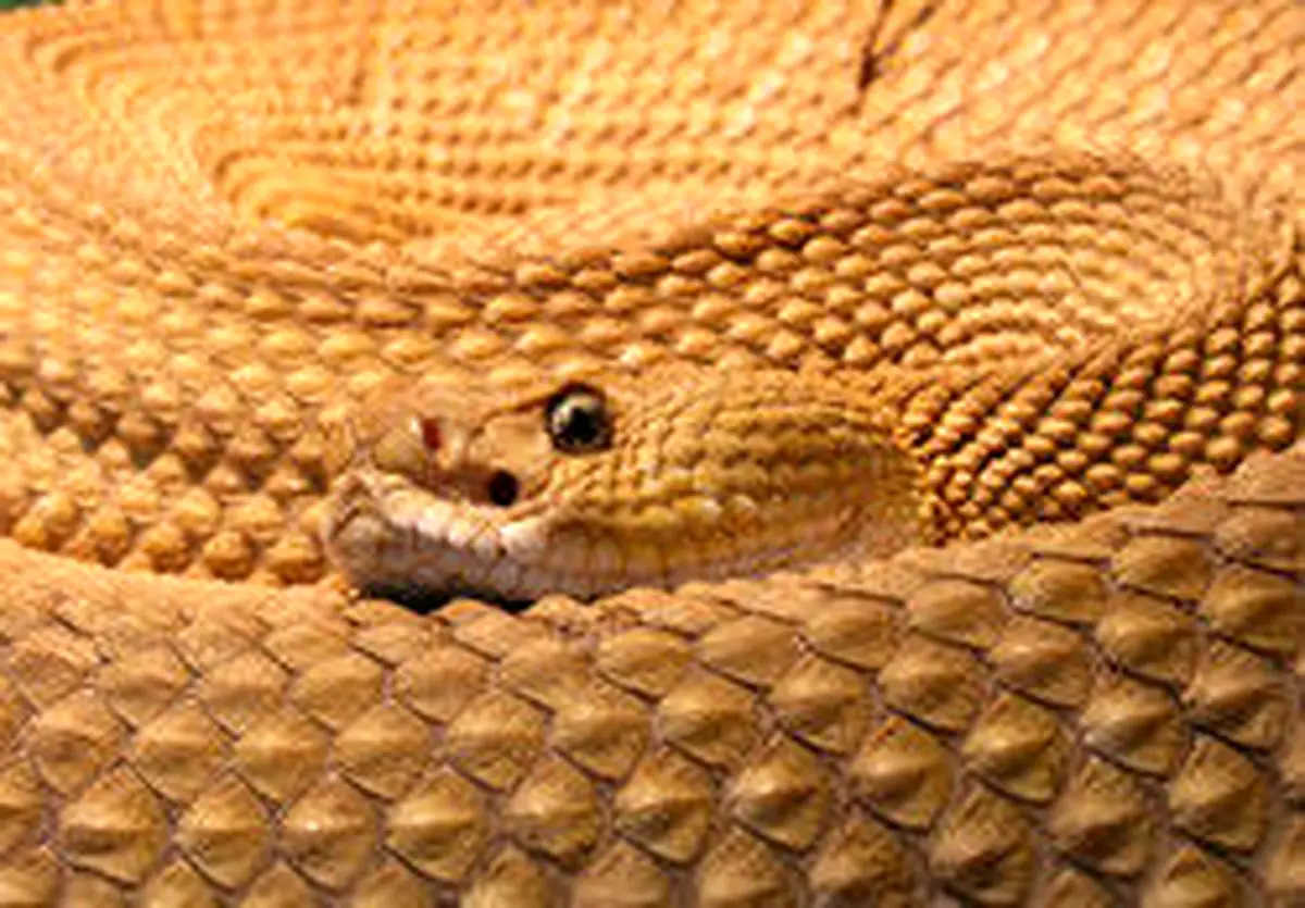 مارهایی که تهران زیستگاه آنان است +عکس