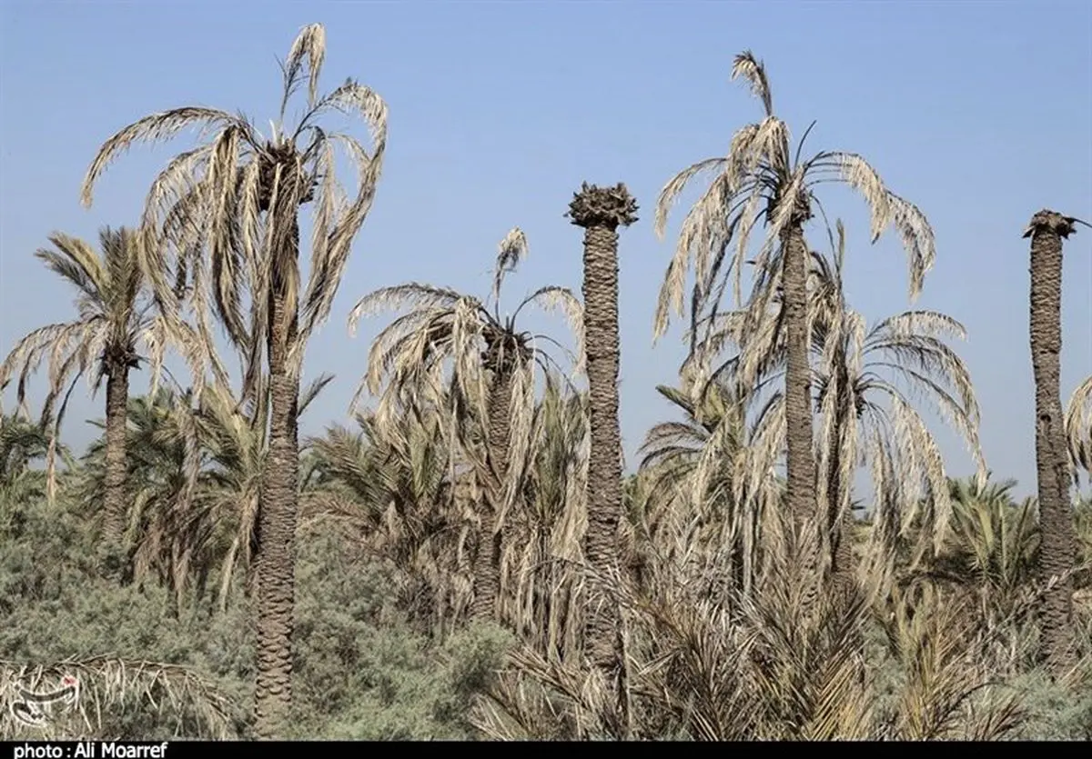 مرگ خاموش نخیلات خوزستان؛ آبرسانی به نخلستان‌های شادگان تا فردایی نامعلوم