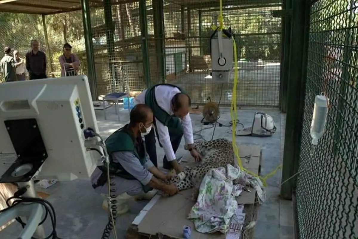 پلنگ ایرانی باغ وحش مشهد بیماری عفونی ندارد