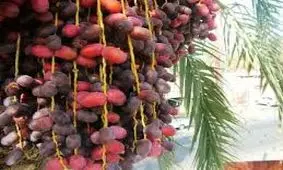 قیمت خرید خرما در خوزستان تعیین شد