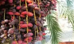 قیمت خرید خرما در خوزستان تعیین شد