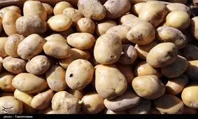 هشدار درباره تبعات رفع ممنوعیت صادرات سیب زمینی و گوجه/ احتمال رشد چند برابری قیمت + سند