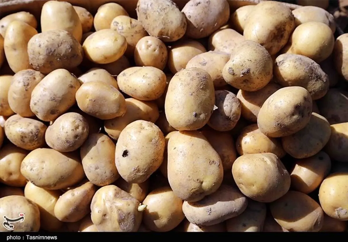 هشدار درباره تبعات رفع ممنوعیت صادرات سیب زمینی و گوجه/ احتمال رشد چند برابری قیمت + سند