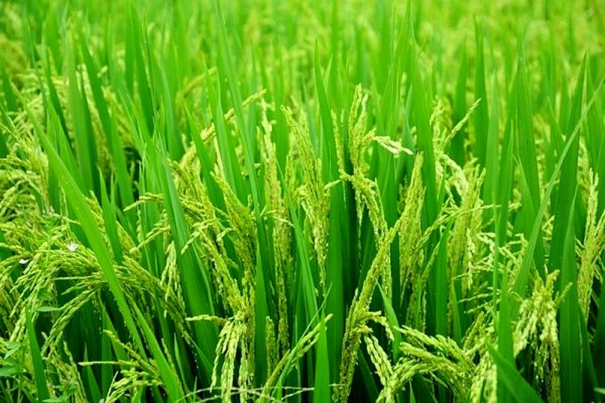 برنج تراریخته مقاوم به آفات درانتظار صدور مجوز