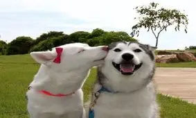 داستان سگ شکاری و سگ نگهبان