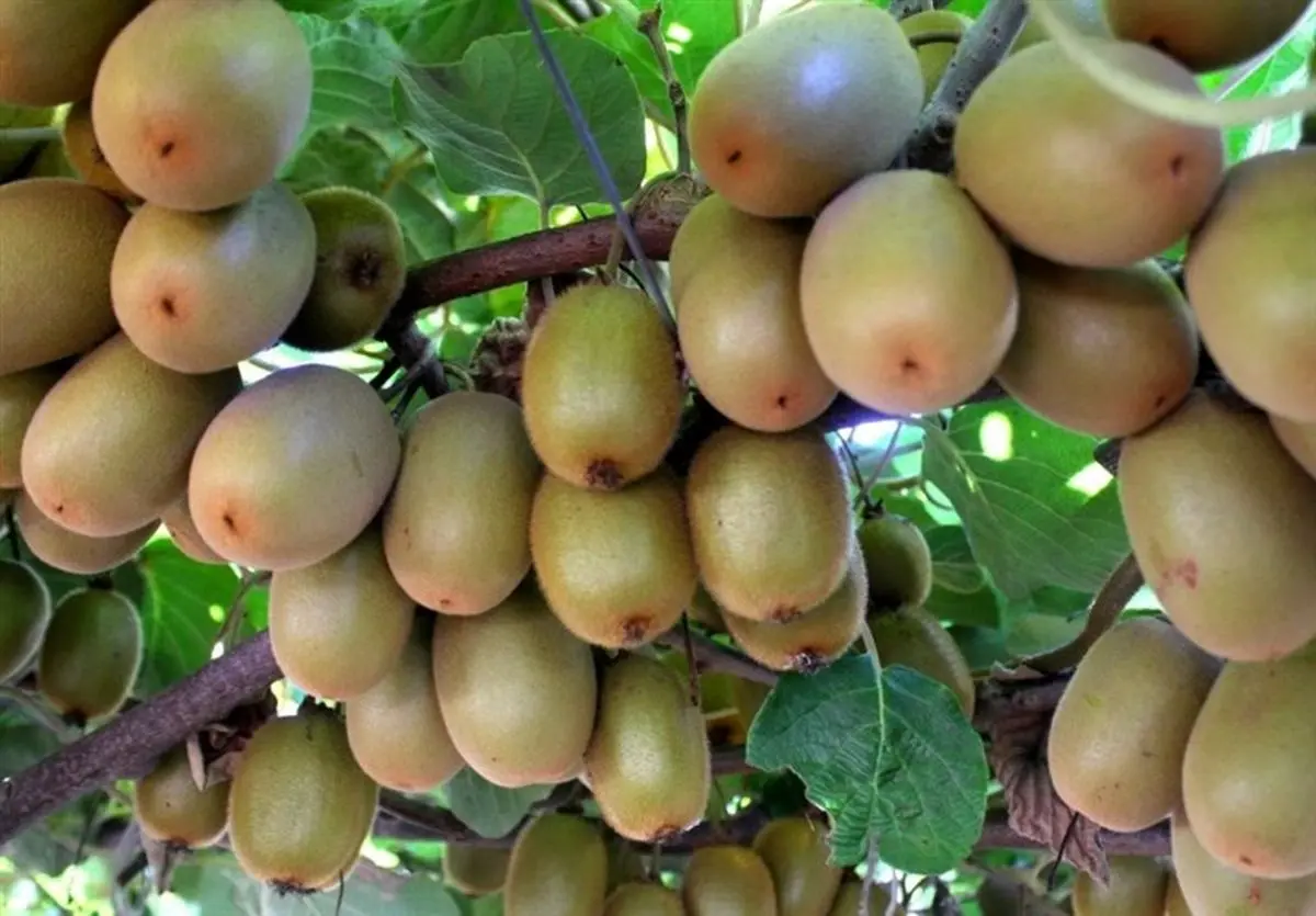 صادرات کیوی تا آبان ممنوع شد + سند