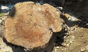 قطع تعدادی از درختان باغ "گودال چشمه" شهرکرد