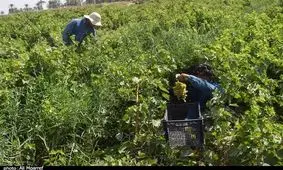 ۲۳ هزار هکتار از اراضی آذربایجان غربی زیر کشت انگور می‌رود