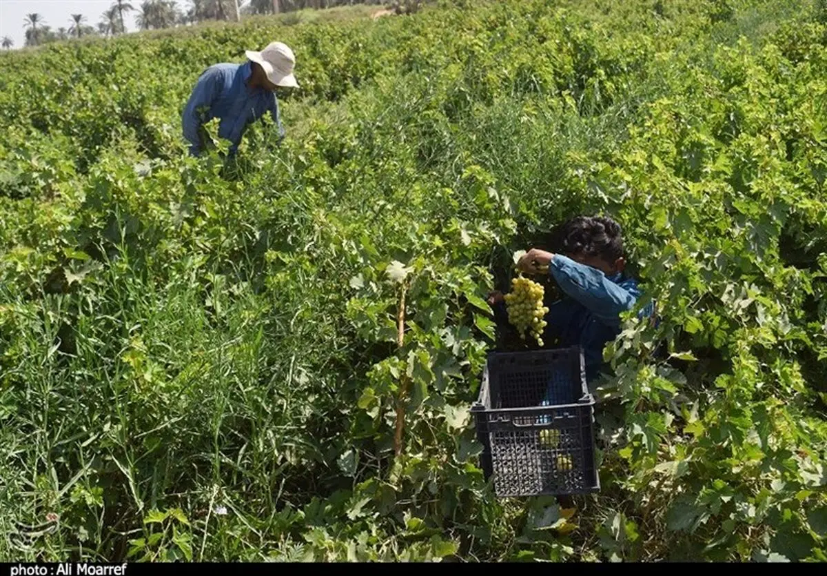 ۲۳ هزار هکتار از اراضی آذربایجان غربی زیر کشت انگور می‌رود