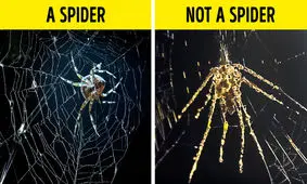 از عاشق شدن سگ‌ها تا تصورات ذهنی گربه‌ها درباره انسان