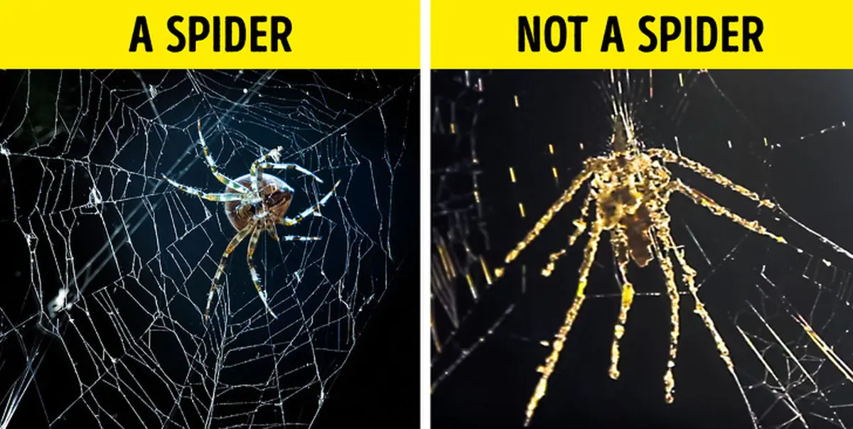 از عاشق شدن سگ‌ها تا تصورات ذهنی گربه‌ها درباره انسان