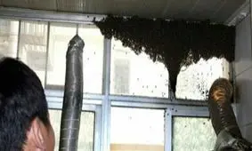 هجوم زنبورها به خانه ای در مشهد