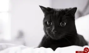 اسراری جالب درباره گربه ها!/ افشای اسرار عجیب و غریب گربه ها!