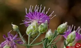 سیر تا پیاز گیاهی تلخ مزه به نام تلخه