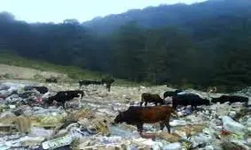 ورود به مناطق سرسبز مازندران پولی شود